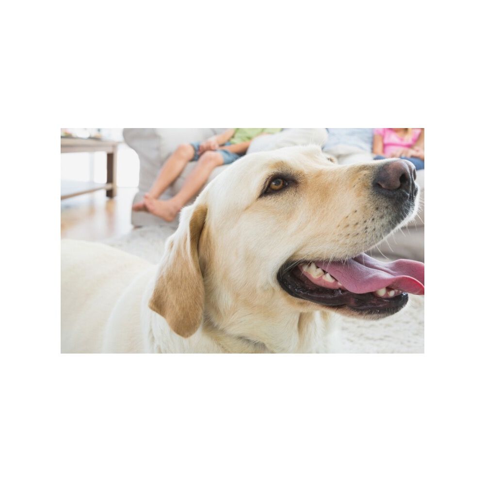 Manta De Polar Mascotas Perros Y Gatos 100x70cm image number 7.0