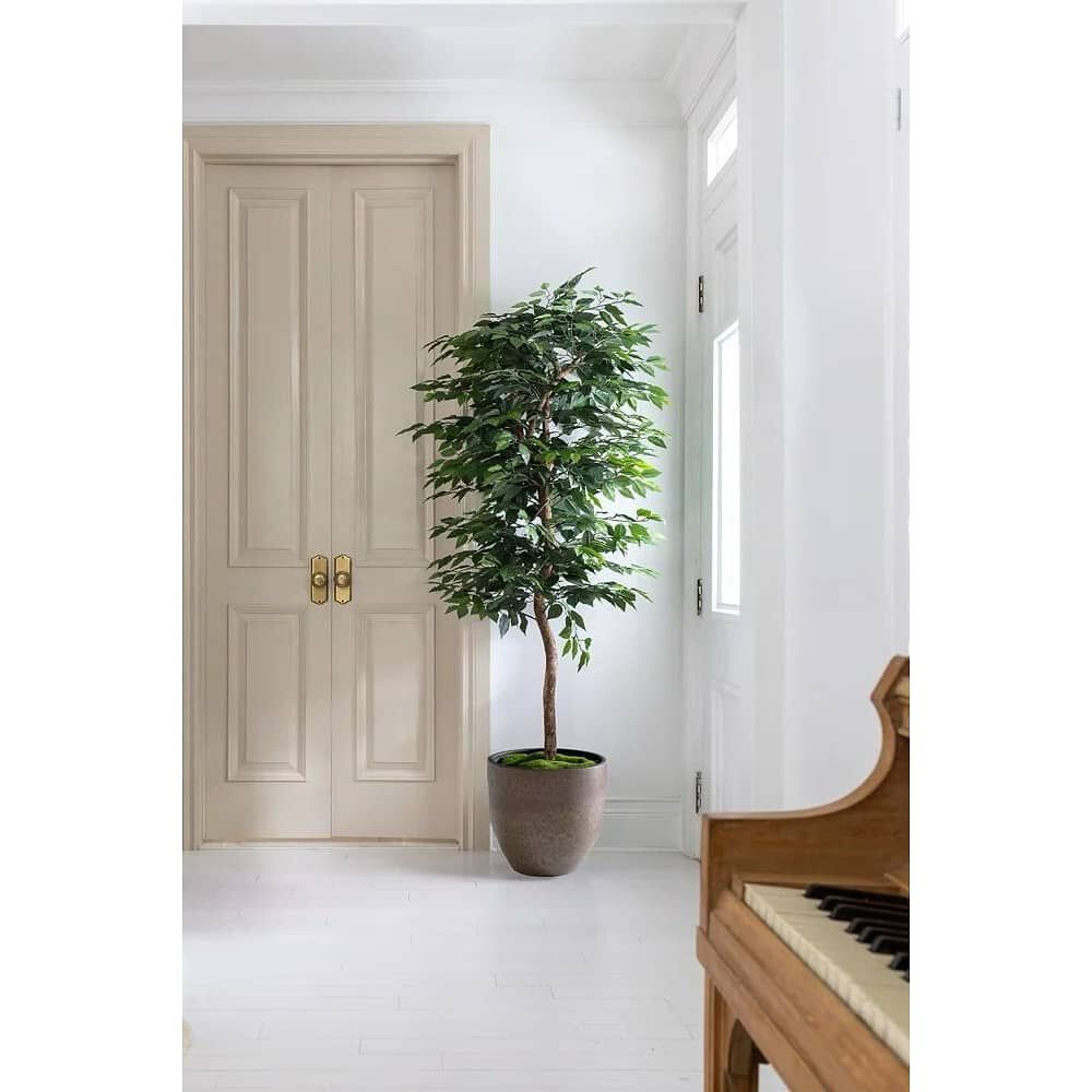 Planta Artificial Ficus Premium 180 Cm / 1288 Hojas / Arbusto Real image number 0.0