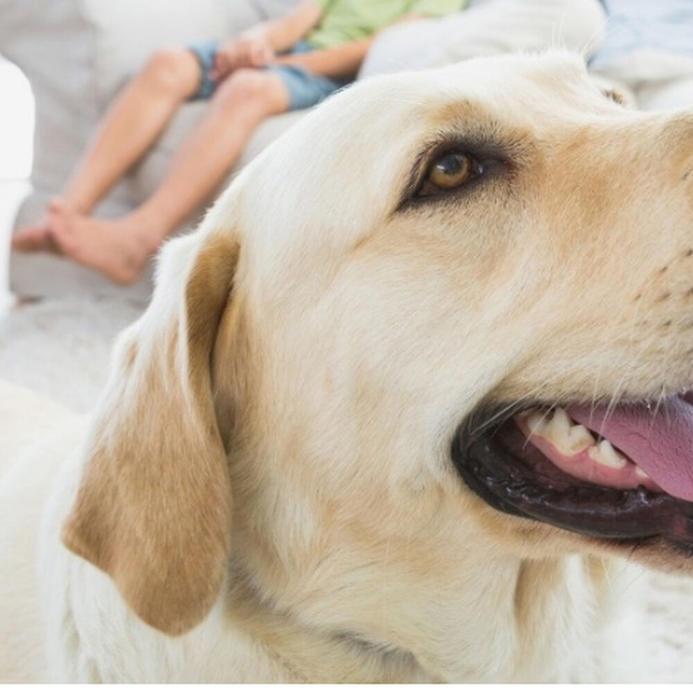 Manta De Polar Mascotas Perros Y Gatos 100x70cm image number 2.0