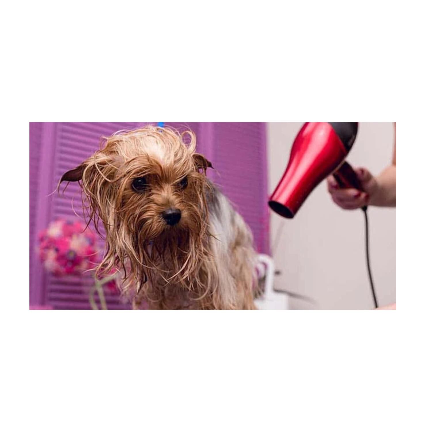 Secador De Pelo Portatil 1500w Rosado Perros Gatos Mascotas image number 2.0