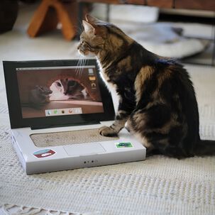 Rascador Para Gato Catbook/notebook Brnx