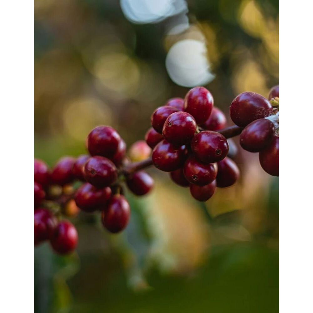 Cafe En Grano Kawas Brasil Carmo De Minas Origen 250g image number 5.0