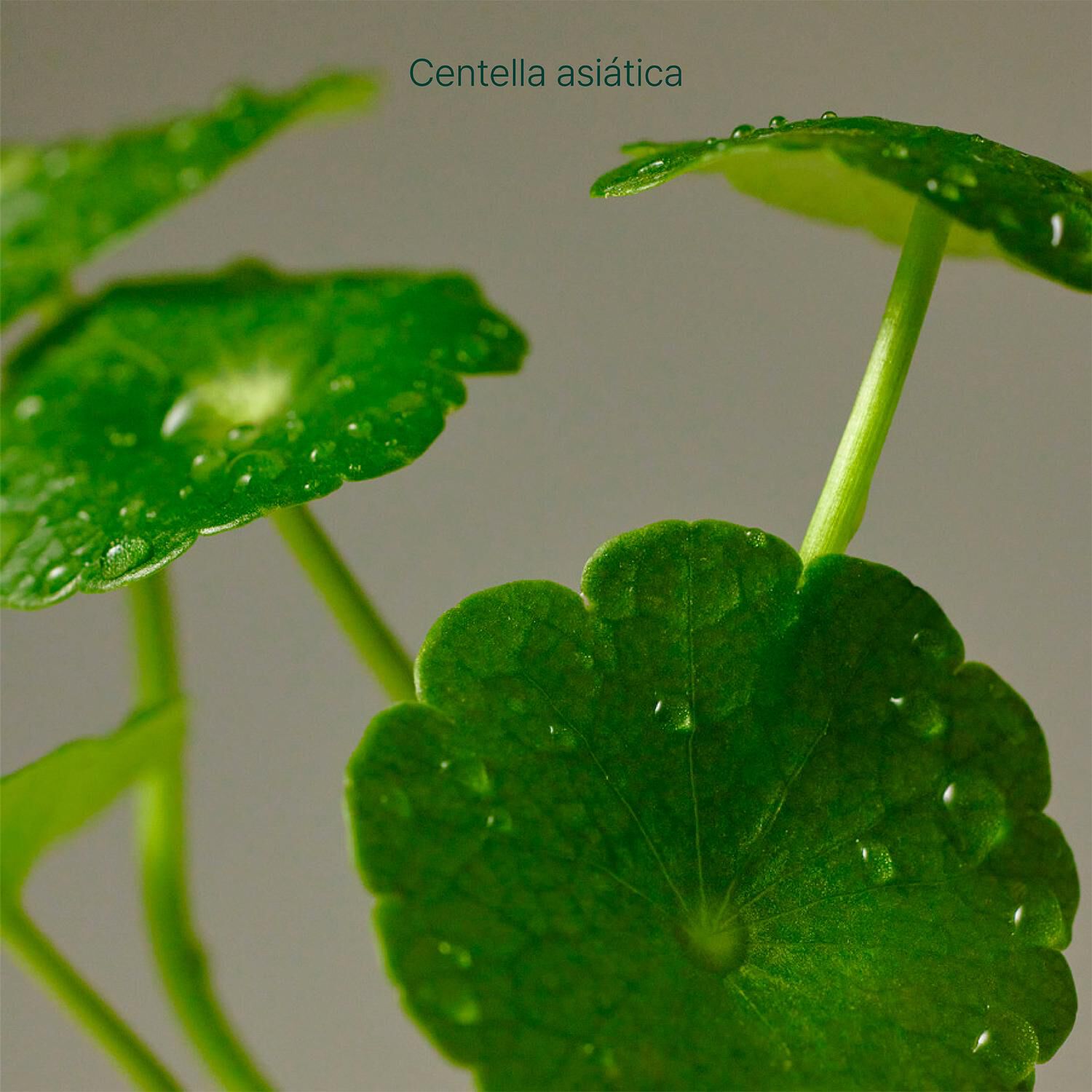 Mini Kit Viaje Centella 60ml Purito Wonder Releaf Sin Perfume image number 2.0