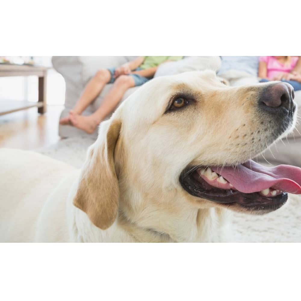 Manta De Polar Mascotas Perros Y Gatos 100x70cm image number 7.0