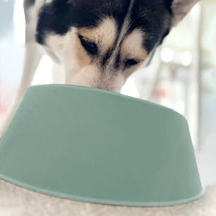 Plato Comedero Bebedero Para Mascota Menta 1 L Cool Pets