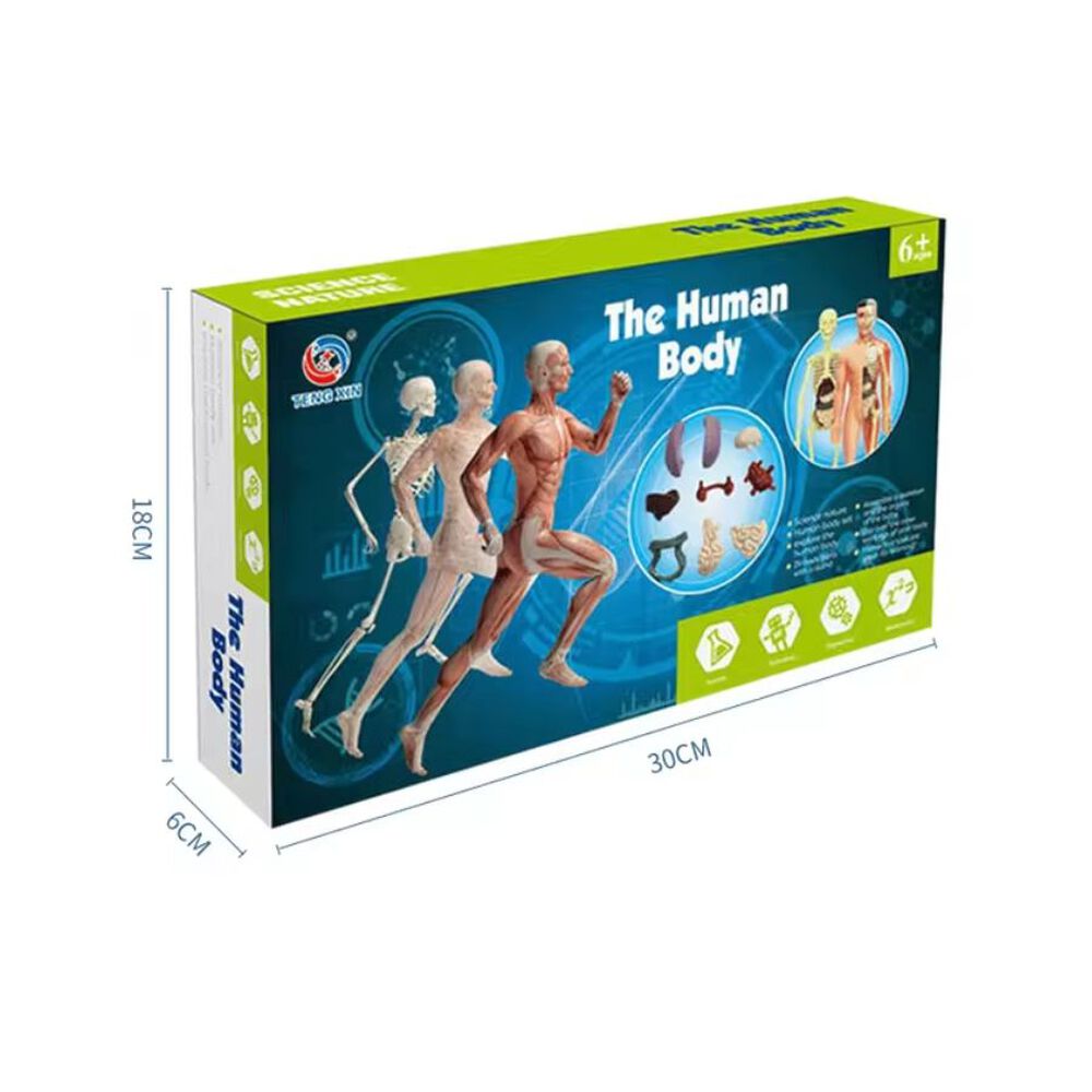 Kit De Aprendizaje Muñeco Cuerpo Humano 3d Para Niños image number 3.0