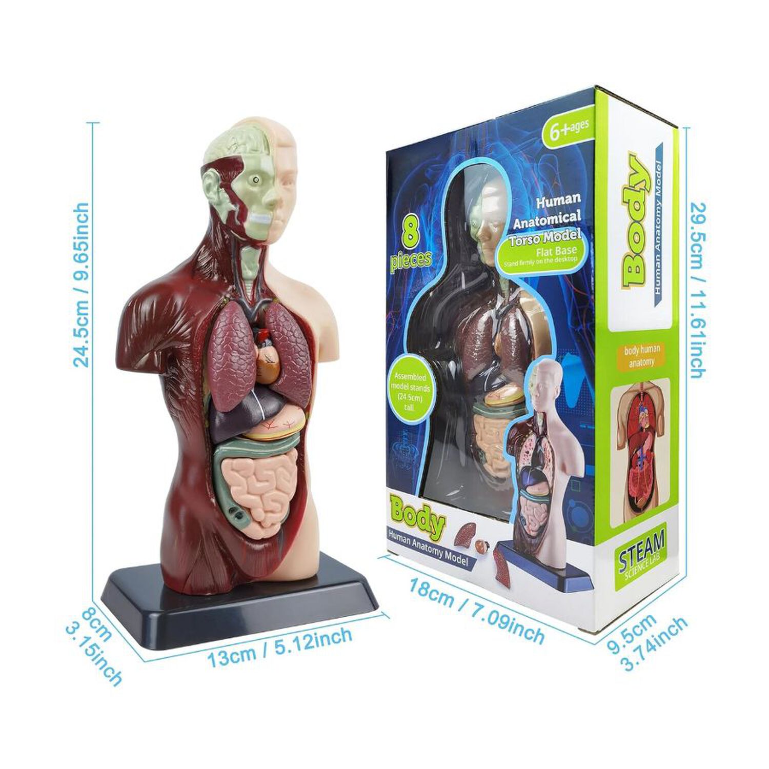 Kit Maqueta Organos Cuerpo Humano 3d Desmontable Educativo image number 1.0