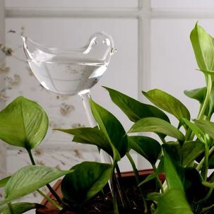 Pack De 3 Alimentador De Agua Para Plantas Forma