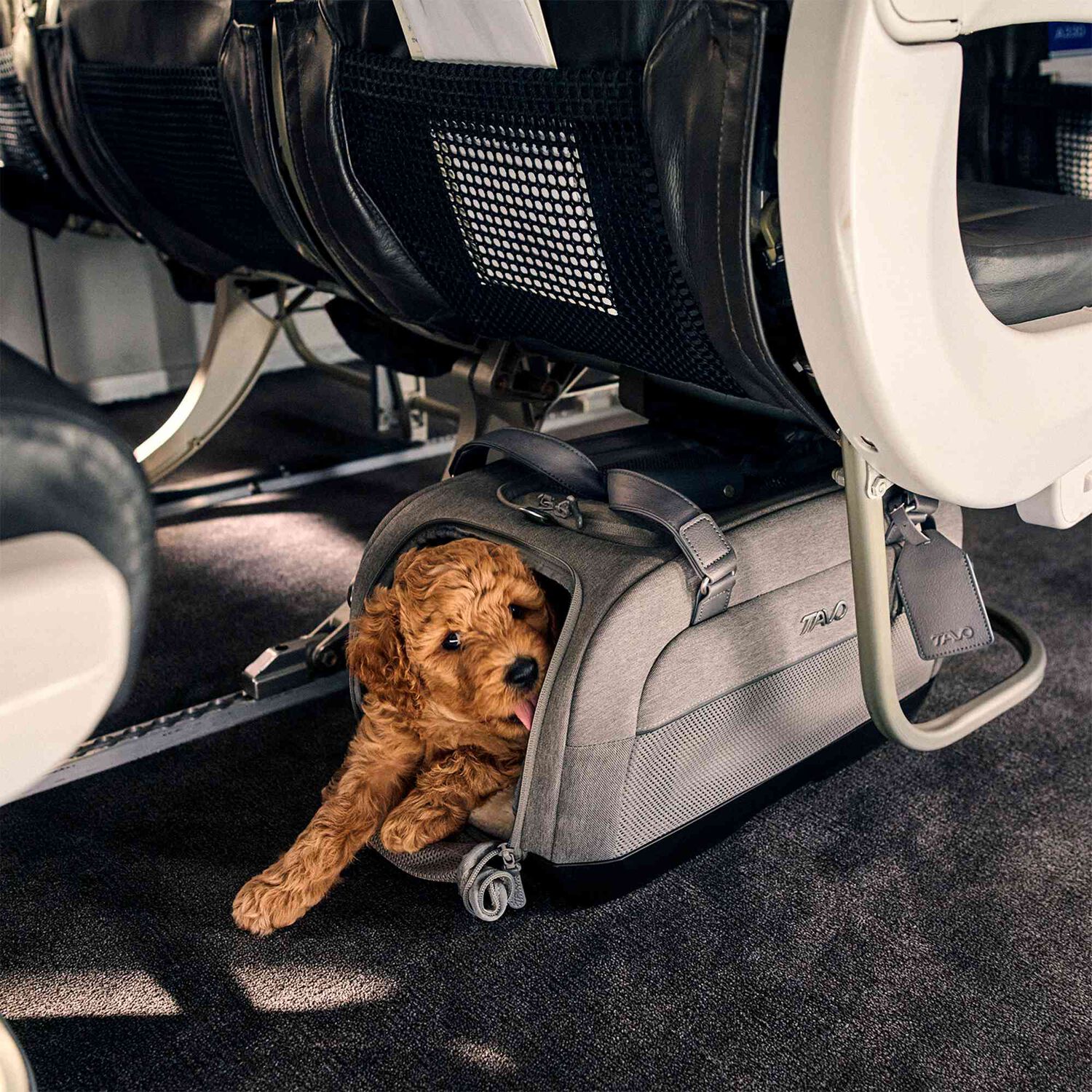 Transporte Mascota Dupree Ii Onyx image number 10.0