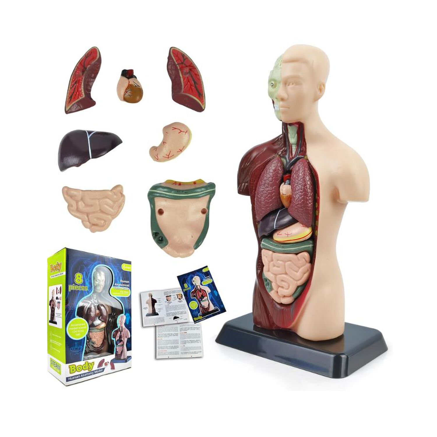 Kit Maqueta Organos Cuerpo Humano 3d Desmontable Educativo image number 3.0