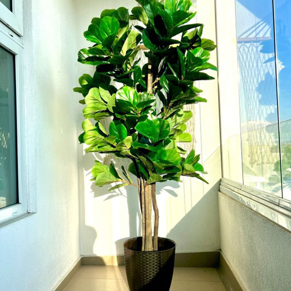 Planta Artificial Ficus Premium Lyrata 180 Cm. / 232 Hojas image number 3.0