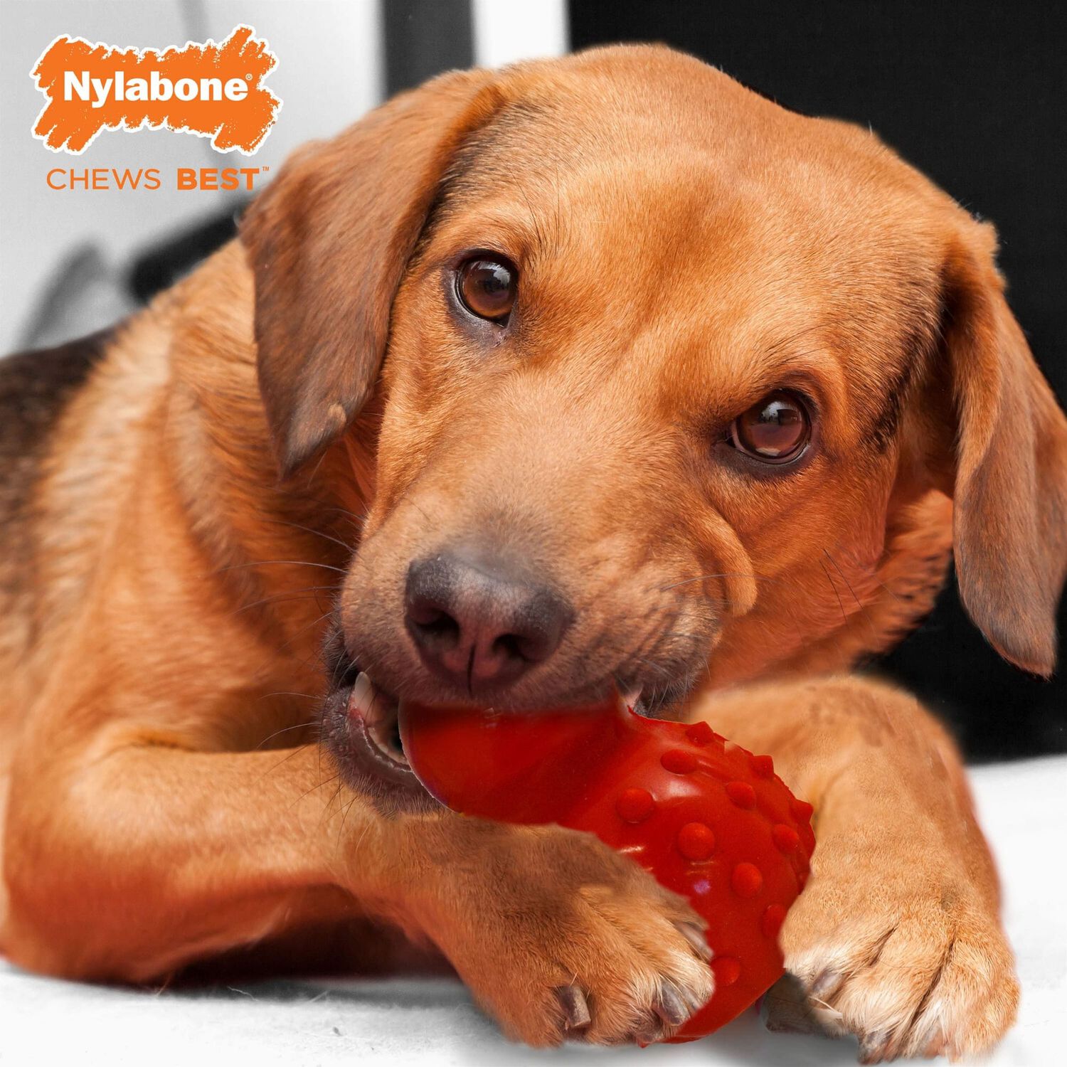 Juguete Masticable 3 En 1 Para Perro Nylanobe Strong Chew "m" image number 2.0