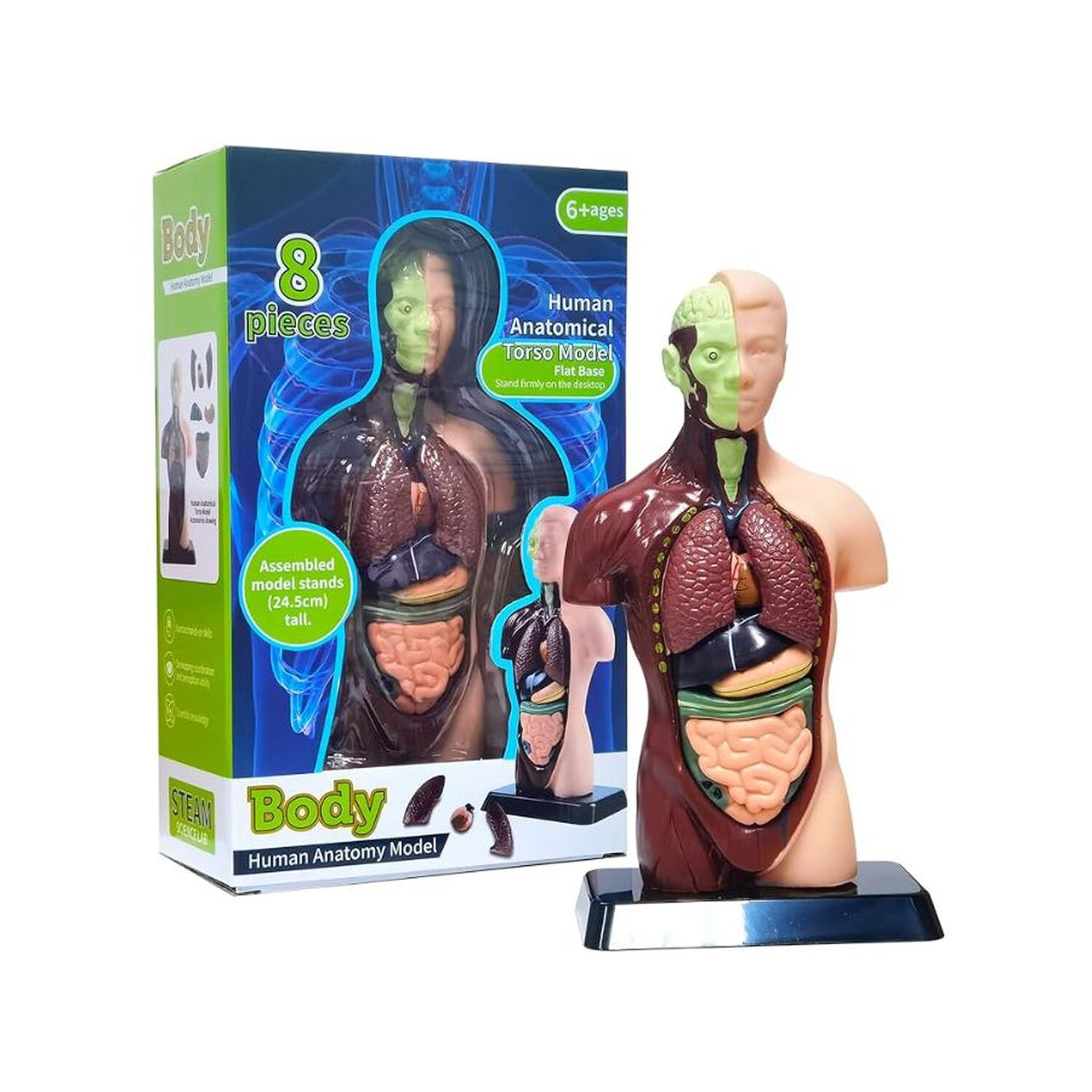 Kit Maqueta Organos Cuerpo Humano 3d Desmontable Educativo image number 0.0