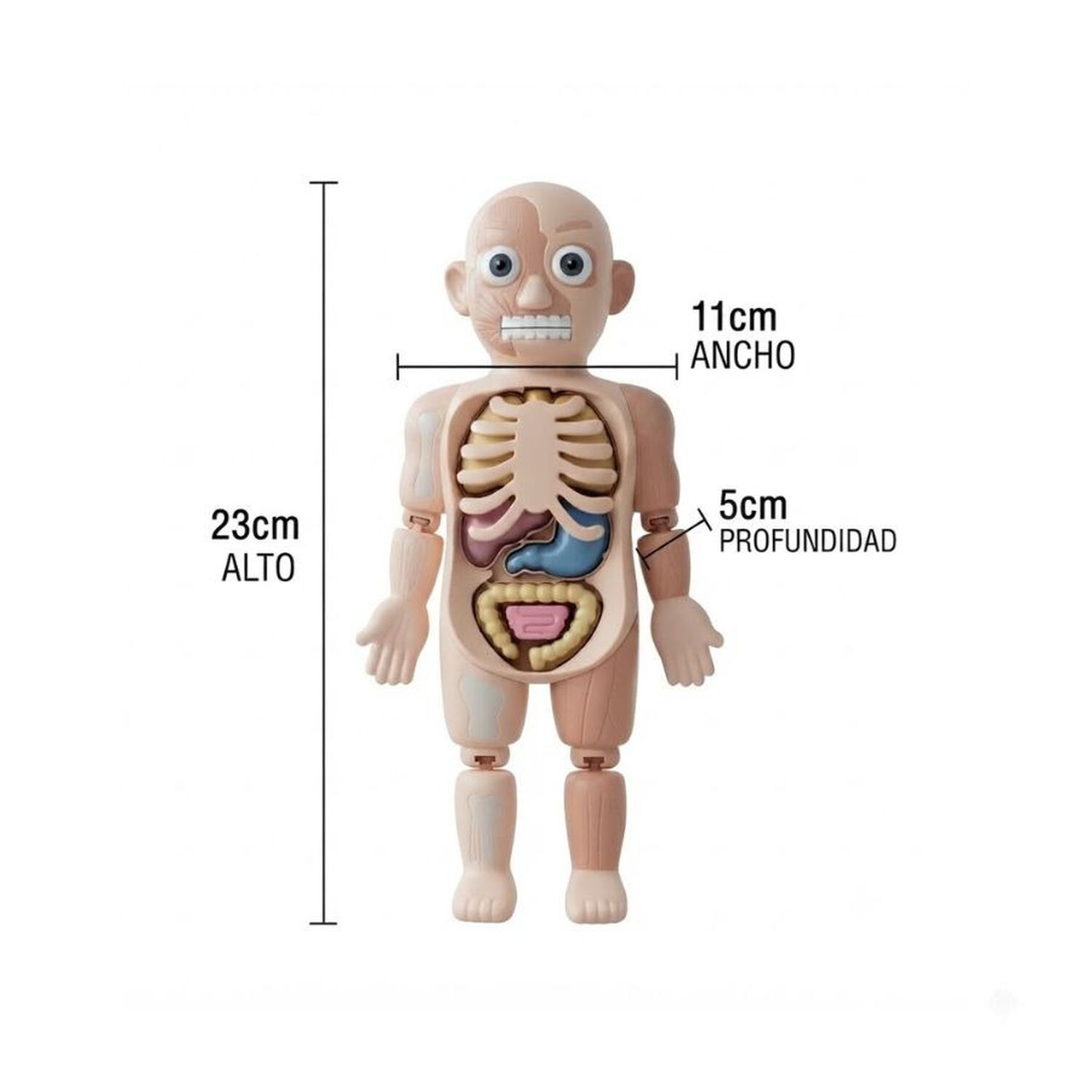 Modelo Anatomico Cuerpo Humano Didactico Organos 21 Pzs image number 4.0