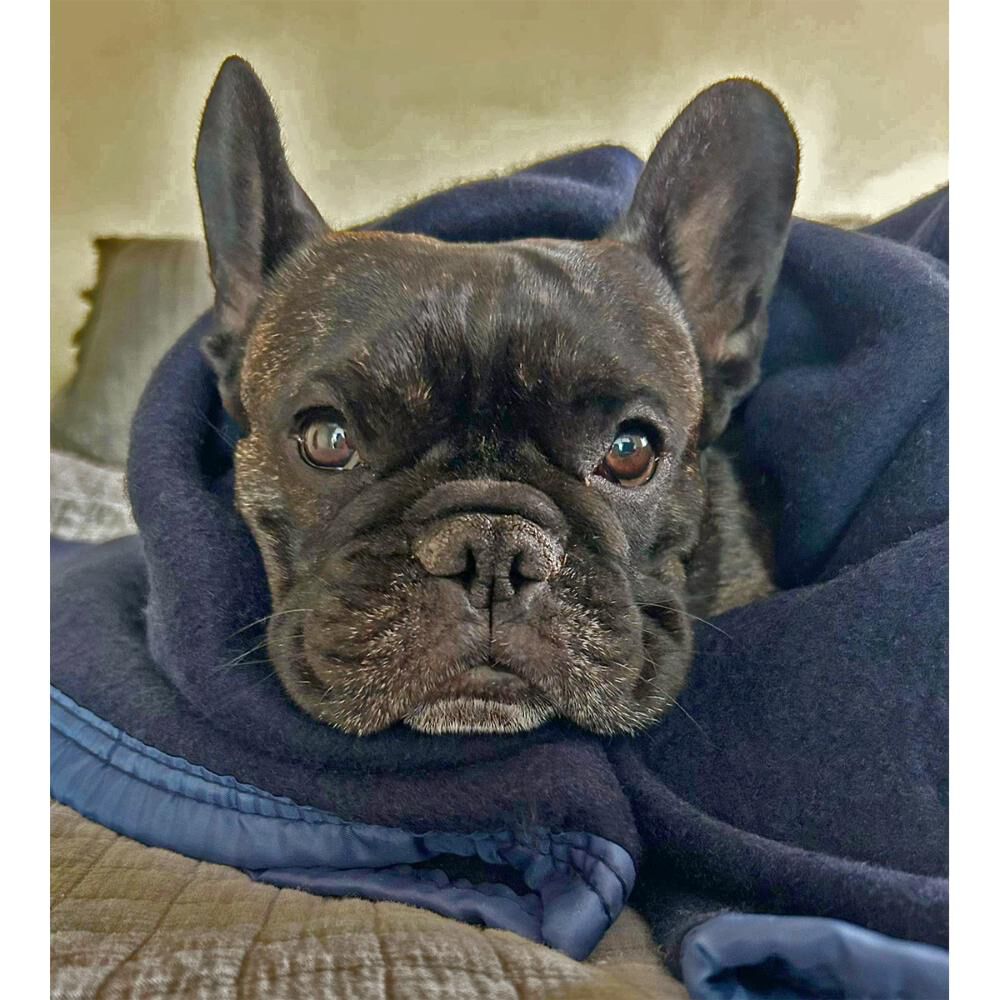 Frazada Andes Mascota Reciclada image number 2.0