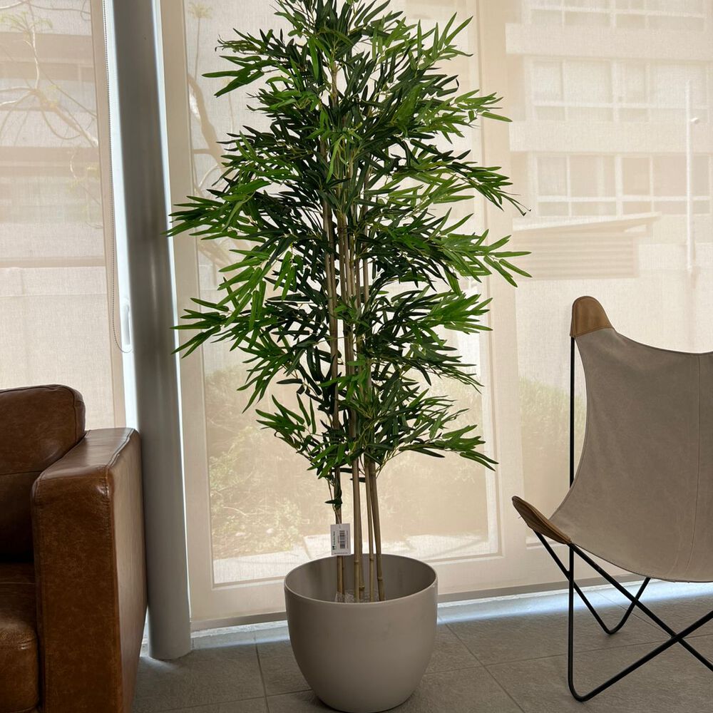 2 X 1 Bamboo Premium 150 Cm. / 1095 Hojas Arbusto Real image number 1.0