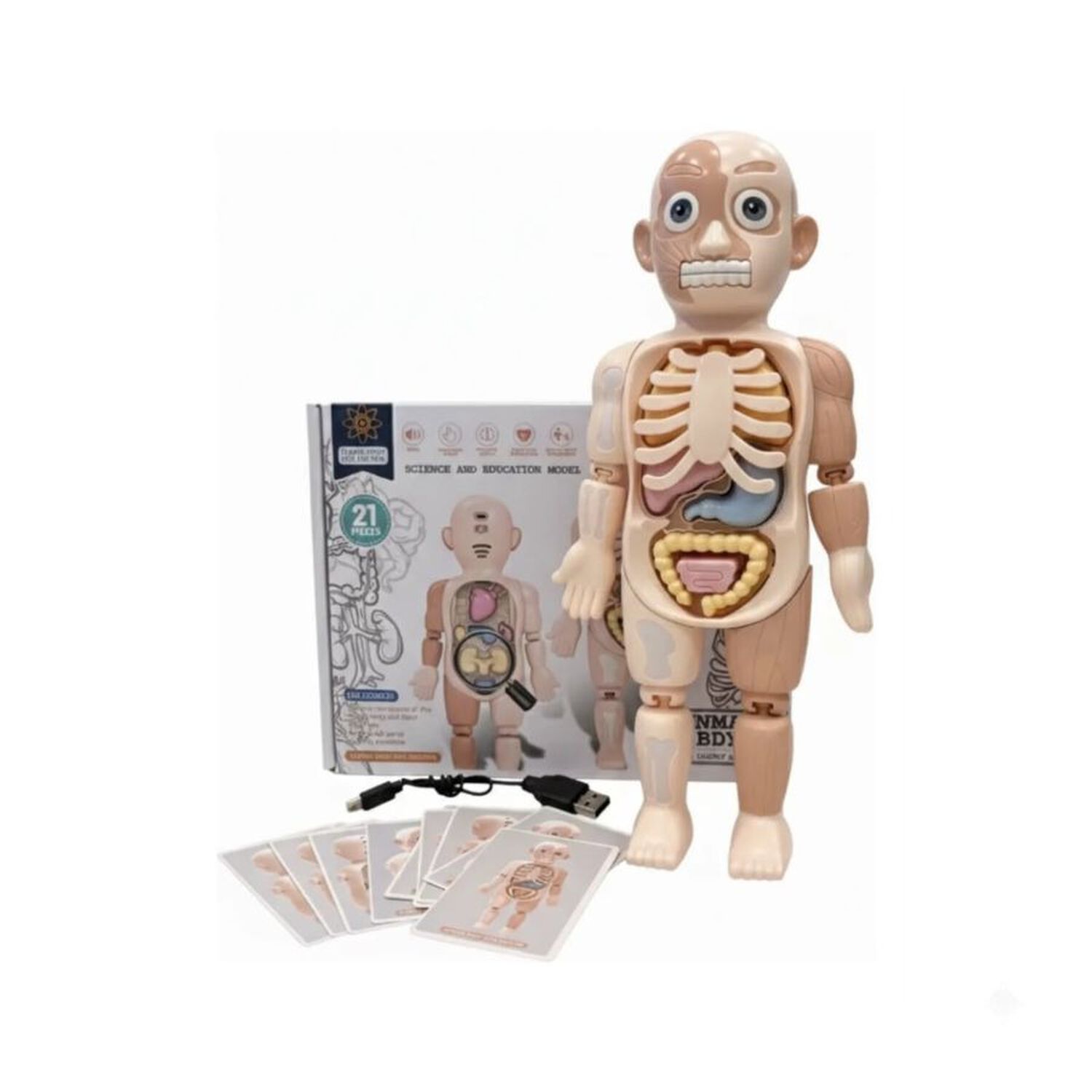 Modelo Anatomico Cuerpo Humano Didactico Organos 21 Pzs image number 5.0