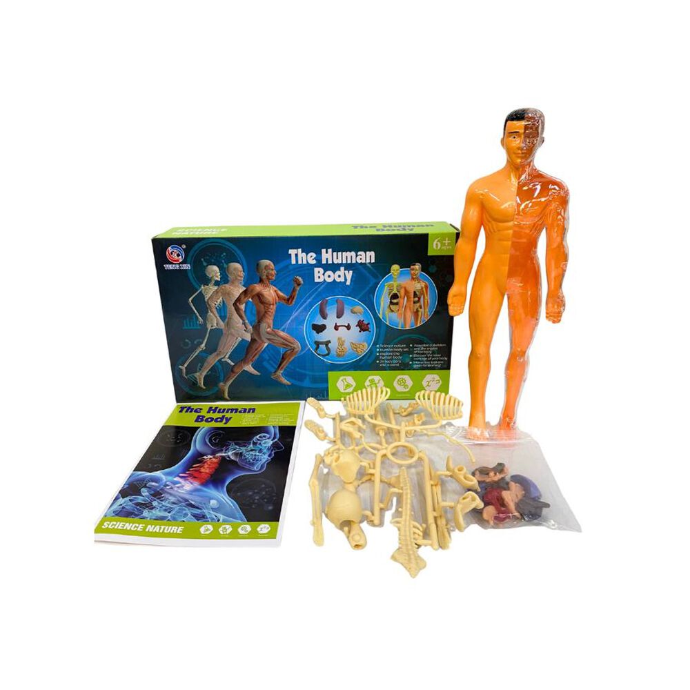 Kit De Aprendizaje Mu&ntilde;eco Cuerpo Humano 3d Para Ni&ntilde;os image number 2.0