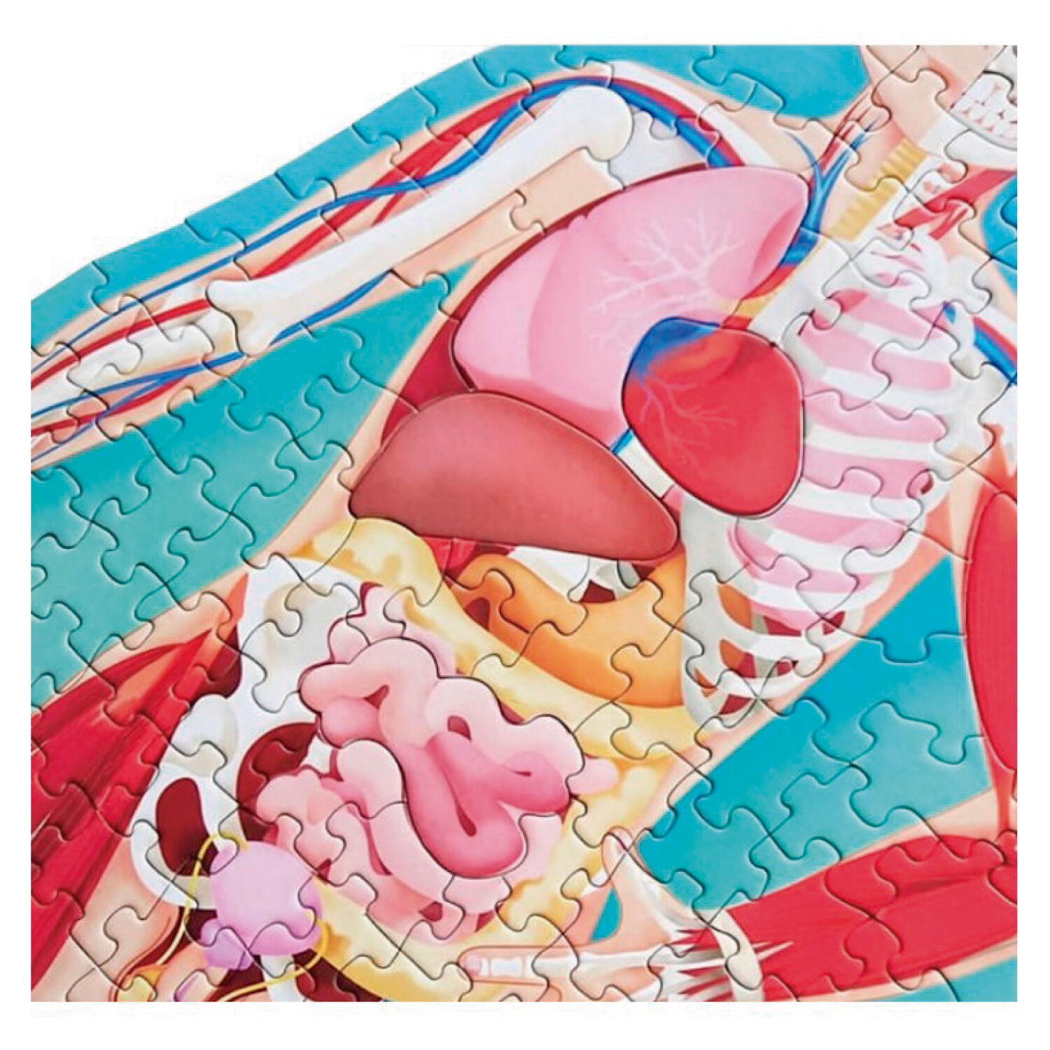 Libro Y Puzzle Cuerpo Humano image number 3.0
