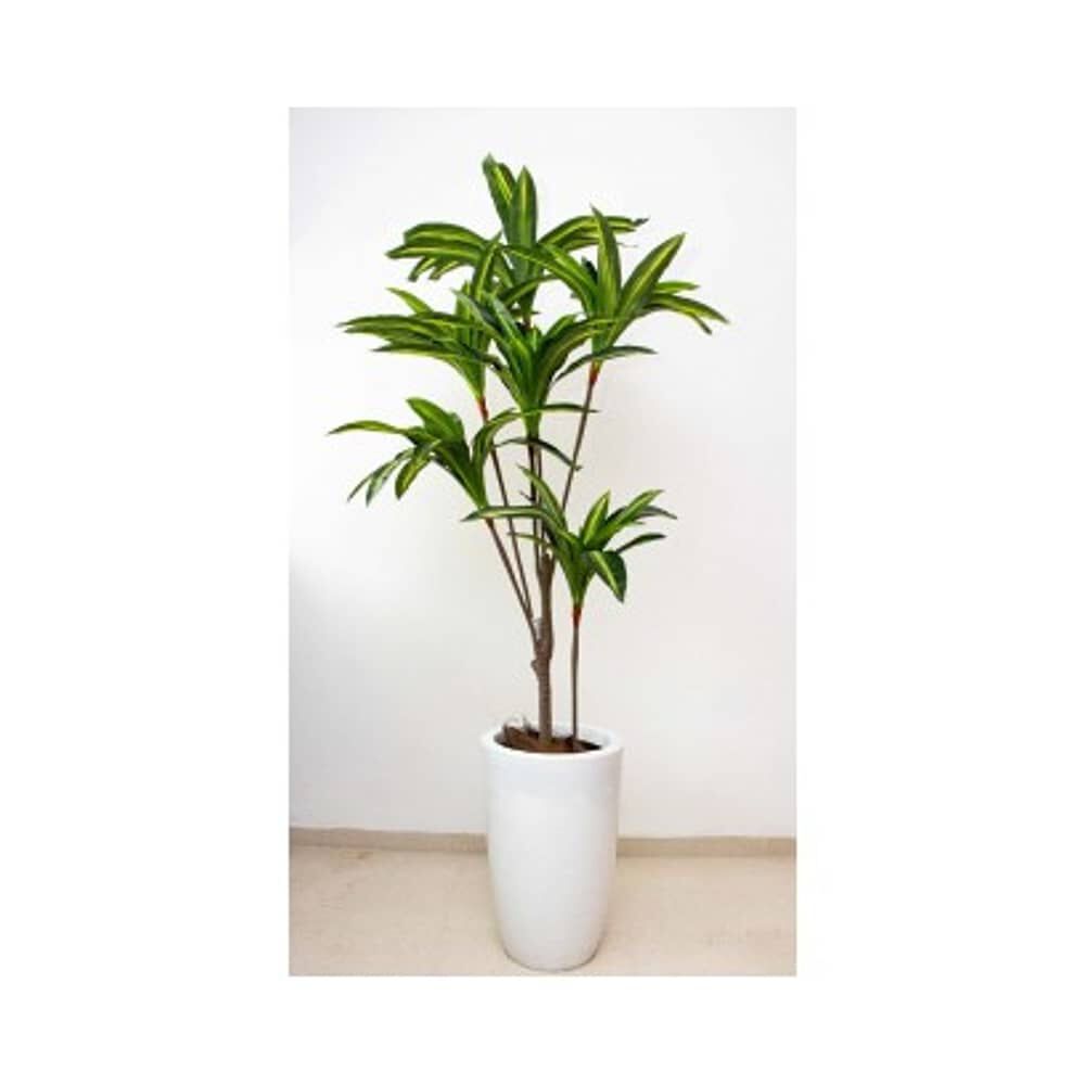 Planta Artificial Dracaena Premium 165 Cm./ 90 Hojas image number 5.0