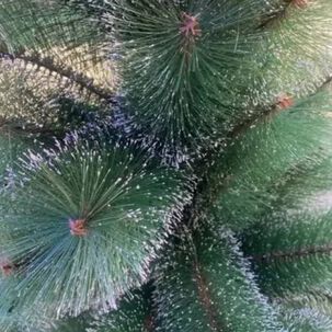 &Aacute;rbol De Navidad 1.80 Pascua Verde Con Base Armado Facil