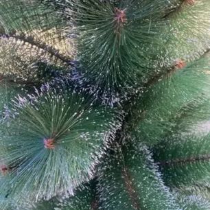 &Aacute;rbol De Navidad 1.80 Pascua Verde Con Base Armado Facil