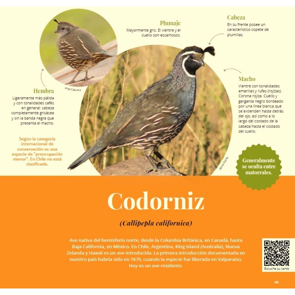 Gu&iacute;a Aves De Chile 3 (tapa R&uacute;stica) - Red De Observarores De Aves / Amalia Torres Juan Pablo Bravo | Libro image number 2.0