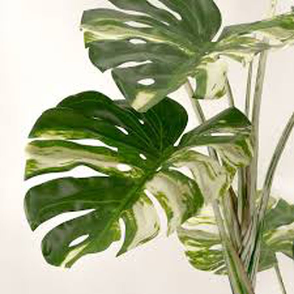 Monstera Premium 120 Cm. / 10 Hojas Arbusto Real image number 4.0