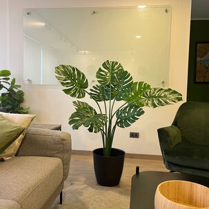 Monstera Premium 120 Cm. / 10 Hojas Arbusto Real