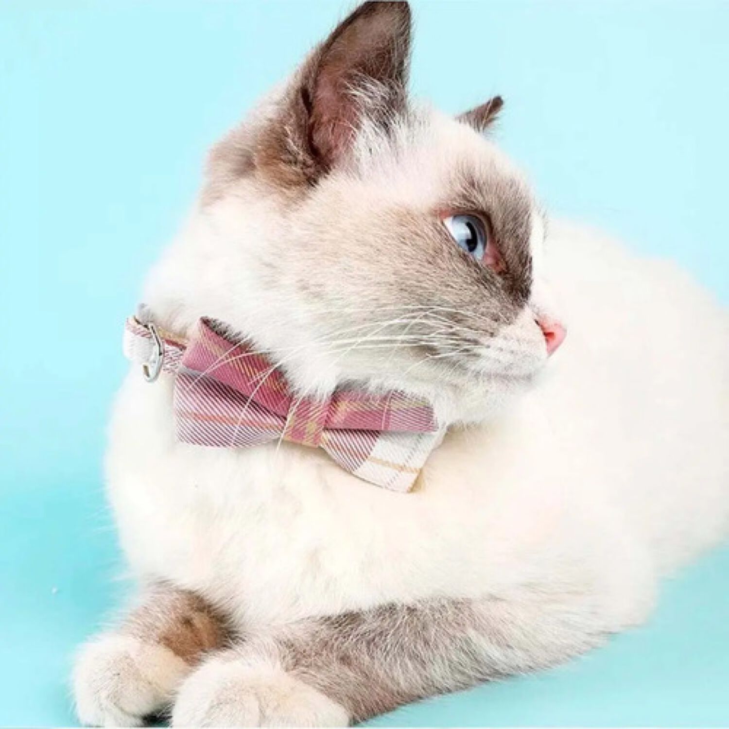 Collar Para Mascotas Estilo Cuadro Con Lazo Gatos Y Perros Rosado image number 5.0