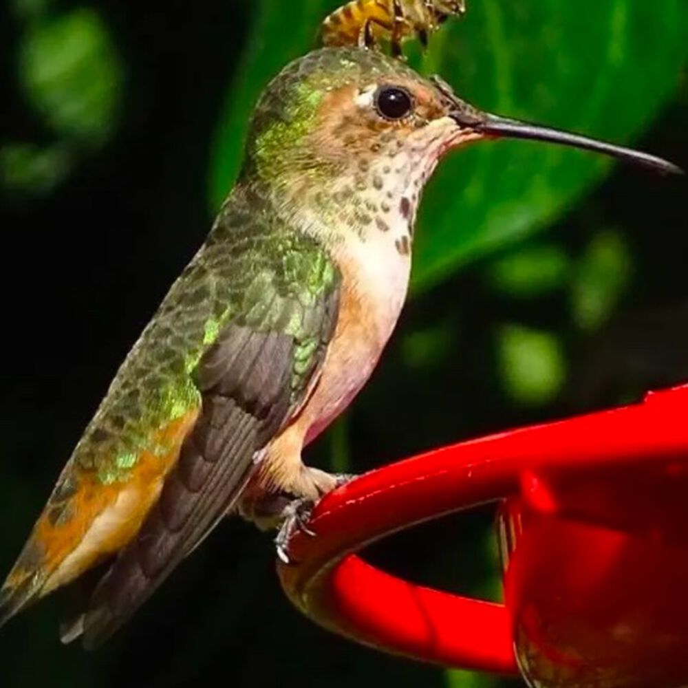 Bebedero Colibri 100% Resultados 4 Flores 1 Litro image number 2.0