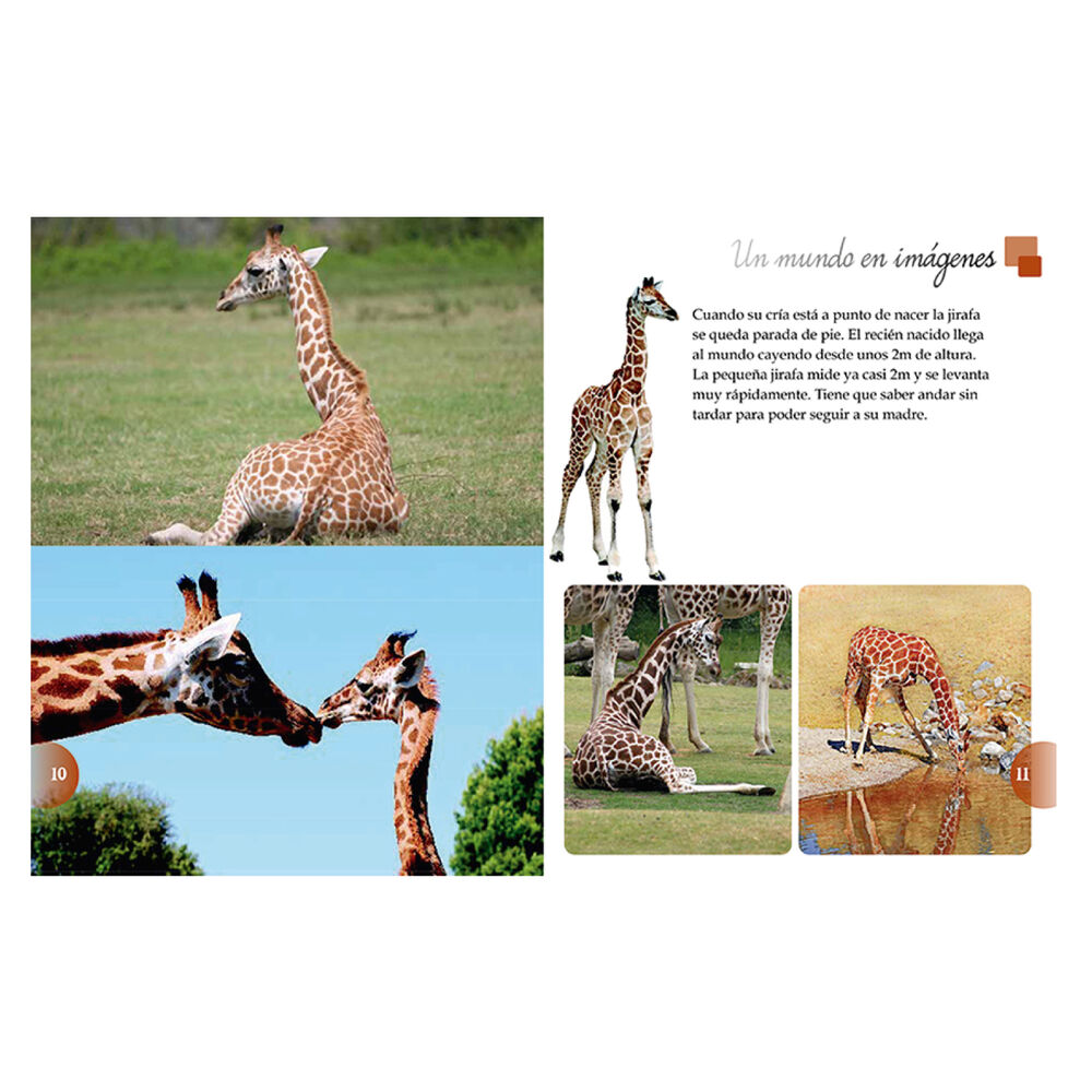 Los Animales Del Mundo image number 5.0