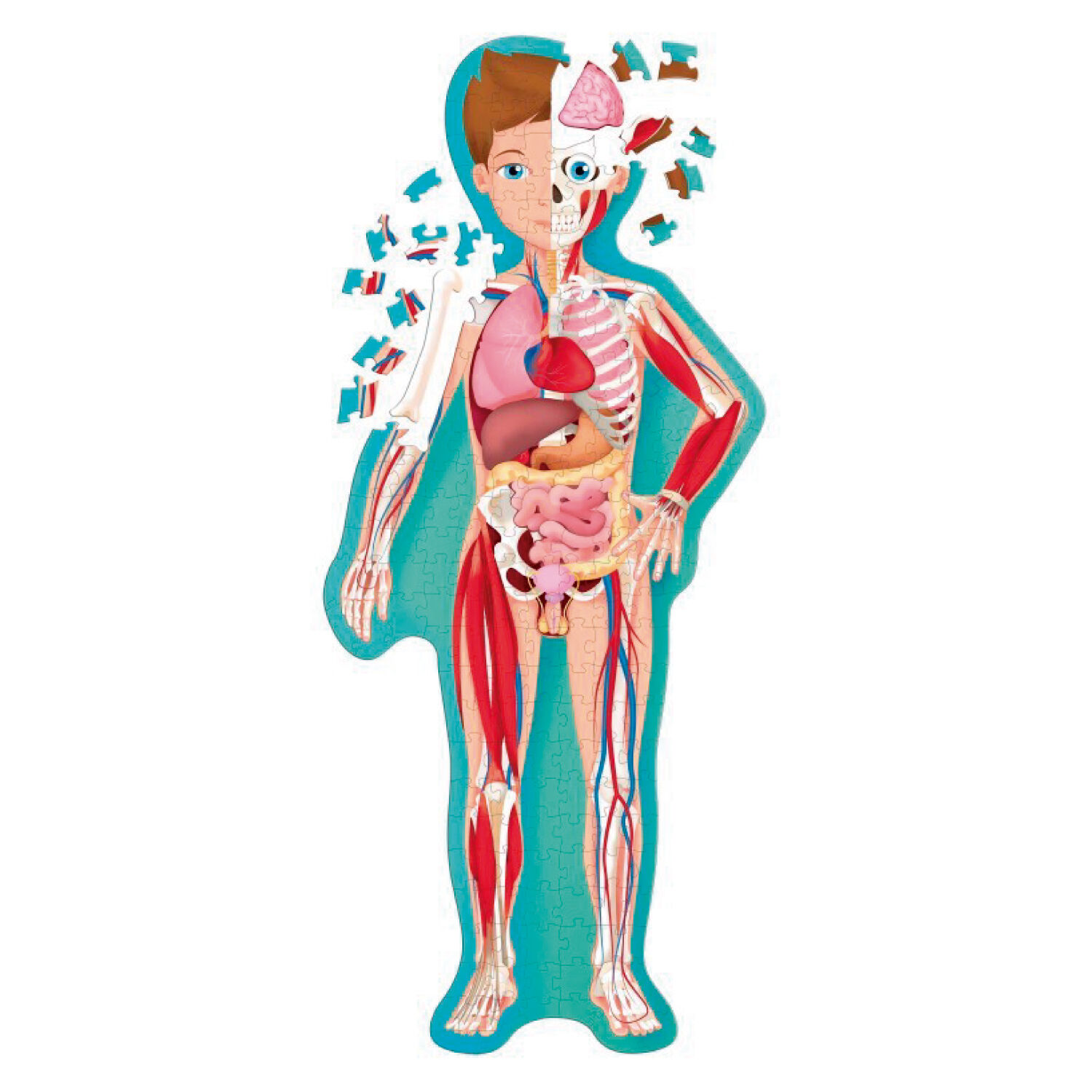 Libro Y Puzzle Cuerpo Humano image number 1.0