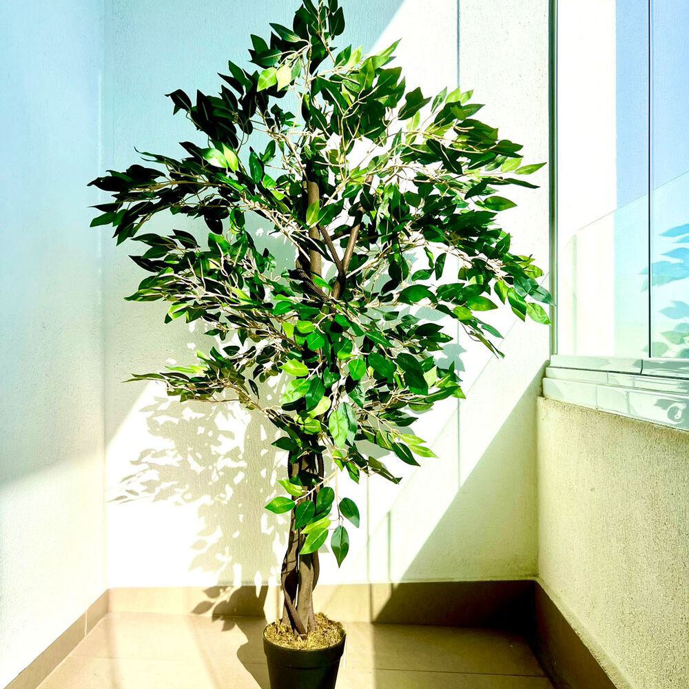 2 X 1 Plantas Artificiales Baratas Ficus 120 Cm Arbusto Real image number 5.0
