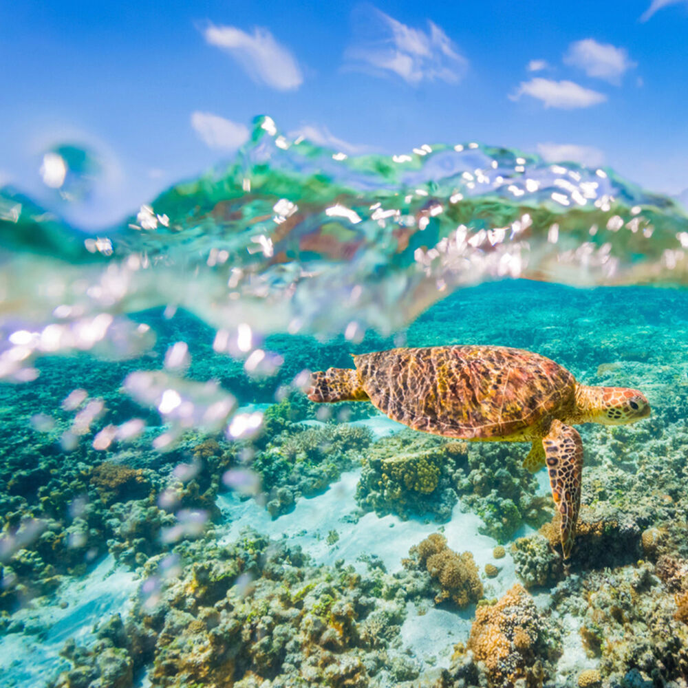 Domo Acu&aacute;tico Gopole Dome image number 8.0