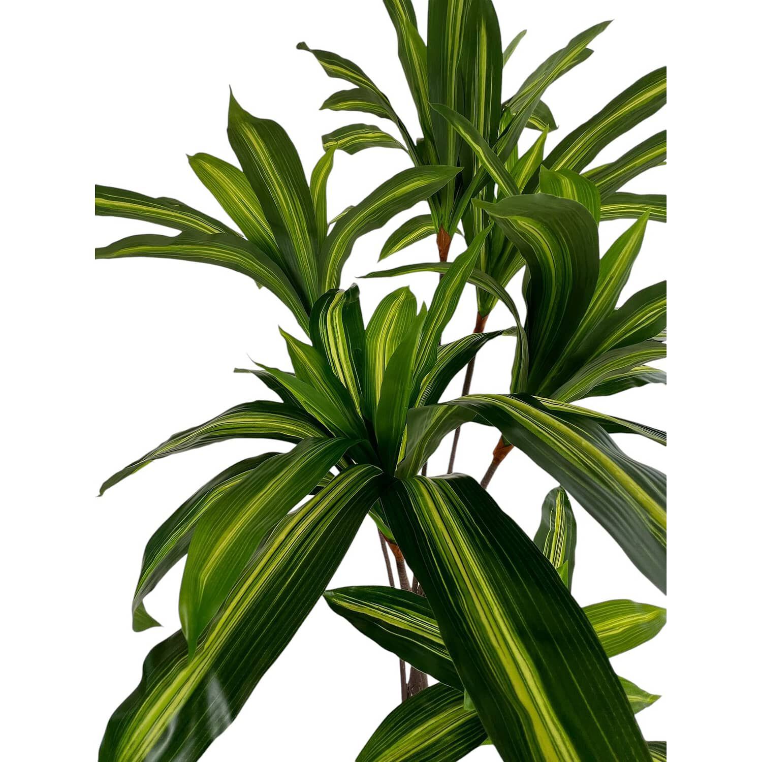 Planta Artificial Dracaena Premium 165 Cm./ 90 Hojas image number 3.0
