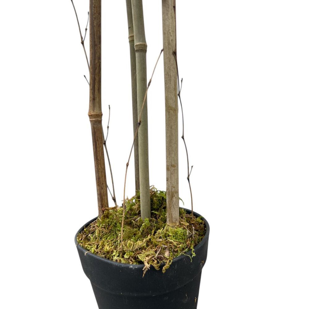 Planta Artificial Bamboo Premium 120 Cm. / 730 Hojas image number 6.0