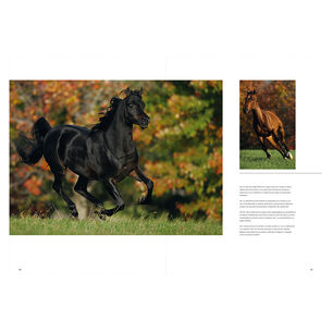 Caballos Razas Y Procedencias
