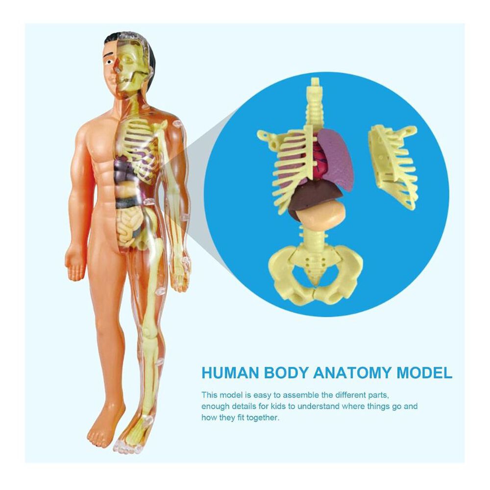 Kit De Aprendizaje Mu&ntilde;eco Cuerpo Humano 3d Para Ni&ntilde;os image number 1.0