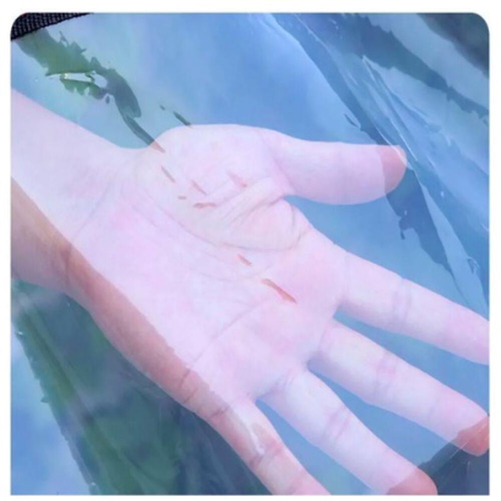 Cobertor Impermeable Transparente 3 X 5 Con Ojetillos image number 2.0