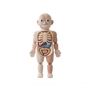 Modelo Anatomico Cuerpo Humano Didactico Organos 21 Pzs