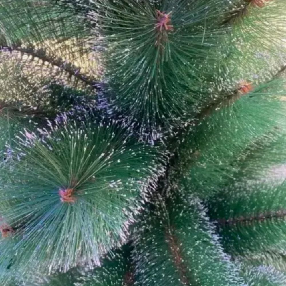 &Aacute;rbol De Navidad 1.80 Pascua Verde Con Base Armado Facil image number 1.0