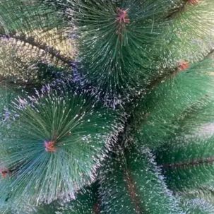 &Aacute;rbol De Navidad 1.80 Pascua Verde Con Base Armado Facil