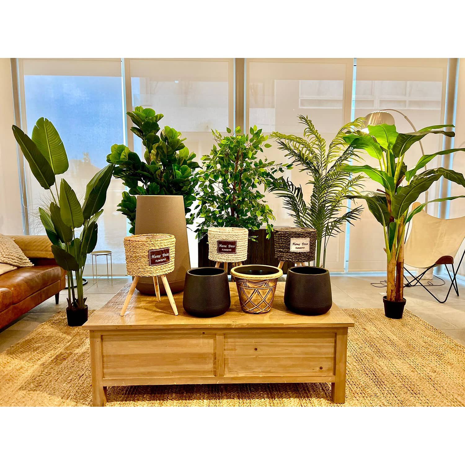 Planta Artificial Ficus Premium 160 Cm./ 1008 Hojas image number 5.0