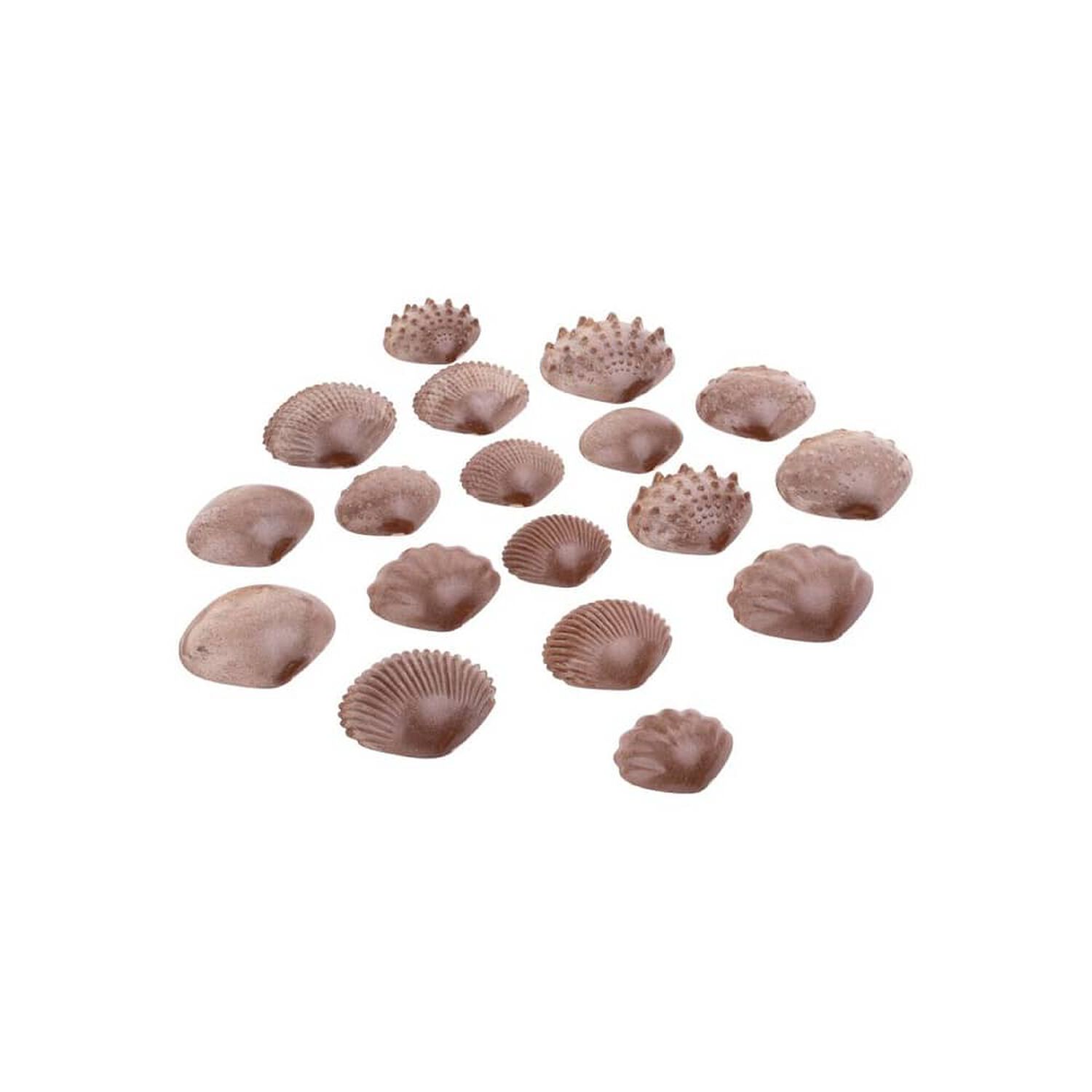 Set De Conchas Con Textura image number 1.0