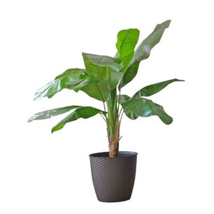 Planta Artificial Banano 120 Cm / 12 Hojas Premium / Arbusto Real
