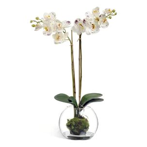Florero Acuario 8cm Vidrio Redondo Transparente Allegra