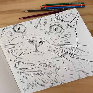 Libro Para Colorear Gatos Por Cata Fuenzalida