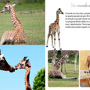 Los Animales Del Mundo