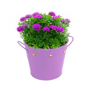 Balde De Latón Lila Con Gemas